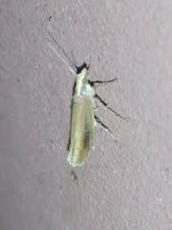 Attēlu rezultāti vaicājumam “Ypsolopha parenthesella”