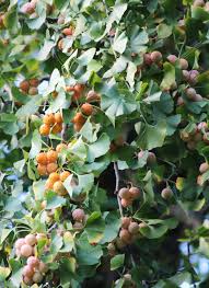 Attēlu rezultāti vaicājumam “Ginkgo biloba fruit”