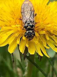 Attēlu rezultāti vaicājumam “Acantholyda posticalis”