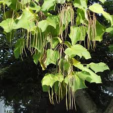 Attēlu rezultāti vaicājumam “Catalpa ovata fruit”
