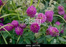 Attēlu rezultāti vaicājumam “Trifolium medium bud”