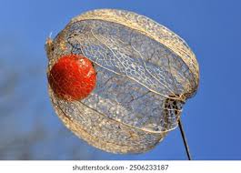 Attēlu rezultāti vaicājumam “Physalis alkekengi fruit”