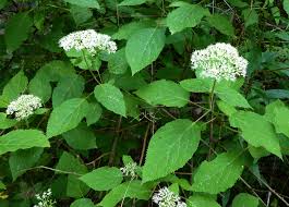 Attēlu rezultāti vaicājumam “Hydrangea arborescens subsp. discolor flower”