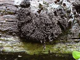 Attēlu rezultāti vaicājumam “Symphytocarpus flaccidus”