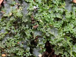 Attēlu rezultāti vaicājumam “Pellia endiviifolia”