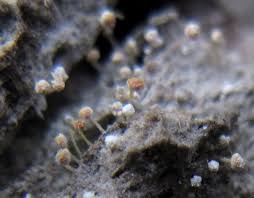 Attēlu rezultāti vaicājumam “Sclerophora pallida”