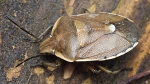 Attēlu rezultāti vaicājumam “Chlorochroa pinicola”