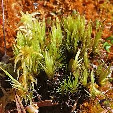 Attēlu rezultāti vaicājumam “Dicranum undulatum”