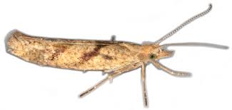 Attēlu rezultāti vaicājumam “Ypsolopha asperella”