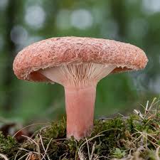 Attēlu rezultāti vaicājumam “Lactarius torminosus”