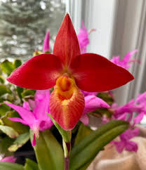 Attēlu rezultāti vaicājumam “Pohlia proligera”