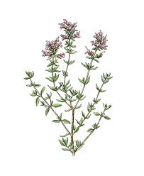 Attēlu rezultāti vaicājumam “Thymus vulgaris”