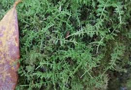 Attēlu rezultāti vaicājumam “Rhytidiadelphus”