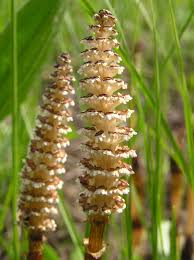 Attēlu rezultāti vaicājumam “Equisetum arvense”