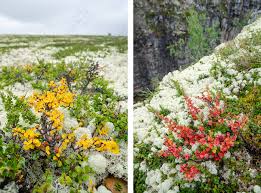 Attēlu rezultāti vaicājumam “Betula nana”