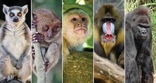 Attēlu rezultāti vaicājumam “Primates”