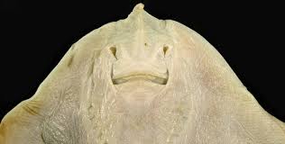 Image result for Rostroraja alba