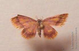 Attēlu rezultāti vaicājumam “Idaea muricata”