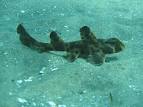 Picture 7 of 7 - Pictures and Images - Horn Shark (Heterodontus ...