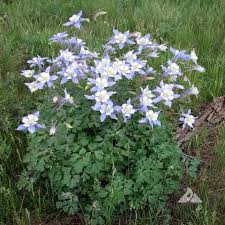 Image result for Aquilegia caerulea