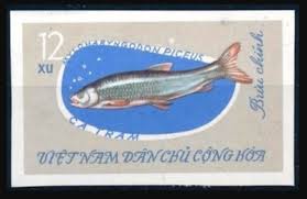 Image result for Mylopharyngodon piceus