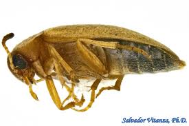 Attēlu rezultāti vaicājumam “Melandryidae”