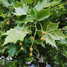 Attēlu rezultāti vaicājumam “Platanus x hispanica (syn. Platanus x acerifolia)”