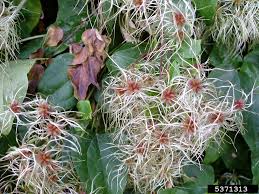 Attēlu rezultāti vaicājumam “Clematis fruit”