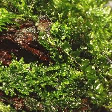 Attēlu rezultāti vaicājumam “Riccardia incurvata”