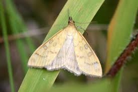 Attēlu rezultāti vaicājumam “Mecyna flavalis”