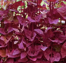 Image result for Atriplex hortensis