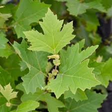 Attēlu rezultāti vaicājumam “Platanus x hispanica (syn. Platanus x acerifolia) leaf”