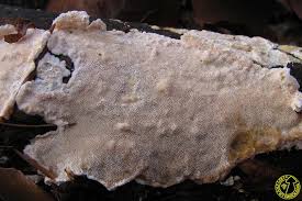 Attēlu rezultāti vaicājumam “Junghuhnia nitida”