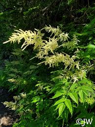Image result for Aruncus dioicus