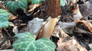 Attēlu rezultāti vaicājumam “Verpa bohemica”