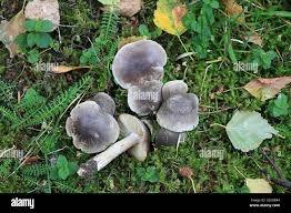 Attēlu rezultāti vaicājumam “Tricholoma sp.”