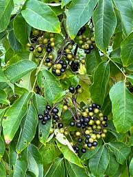 Attēlu rezultāti vaicājumam “Phellodendron amurense”