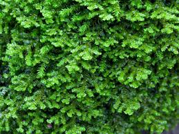 Attēlu rezultāti vaicājumam “Porella platyphylla”