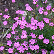 Attēlu rezultāti vaicājumam “Dianthus deltoides flower”