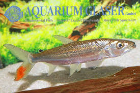 Image result for Goliath Tigerfish