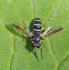 Attēlu rezultāti vaicājumam “Syrphus sp. imago”