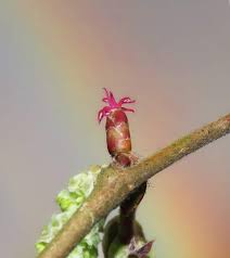 Attēlu rezultāti vaicājumam “Corylus avellana bud”