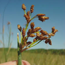 Attēlu rezultāti vaicājumam “Schoenoplectus lacustris subsp. glaucus bud”