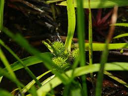 Attēlu rezultāti vaicājumam “Sparganium neglectum”