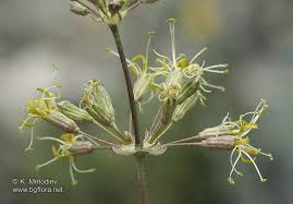 Attēlu rezultāti vaicājumam “Silene otites”