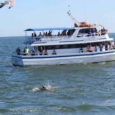 Image result for Adventure Dolphin