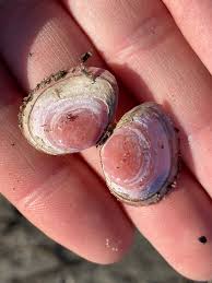 Attēlu rezultāti vaicājumam “Macoma baltica”