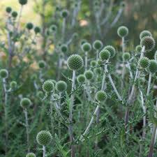 Image result for Echinops spaerocephalus