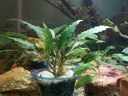 Attēlu rezultāti vaicājumam “Cribraria ferruginea”