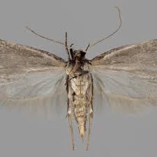 Attēlu rezultāti vaicājumam “Gelechia rhombella”